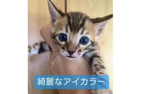 販売中の愛知県のその他の猫種-94271